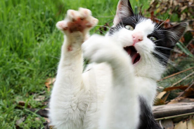 开云体育在线-猎鹰的尖喙！克莱绝命三分刺穿浙江，关键先生拯救老鹰