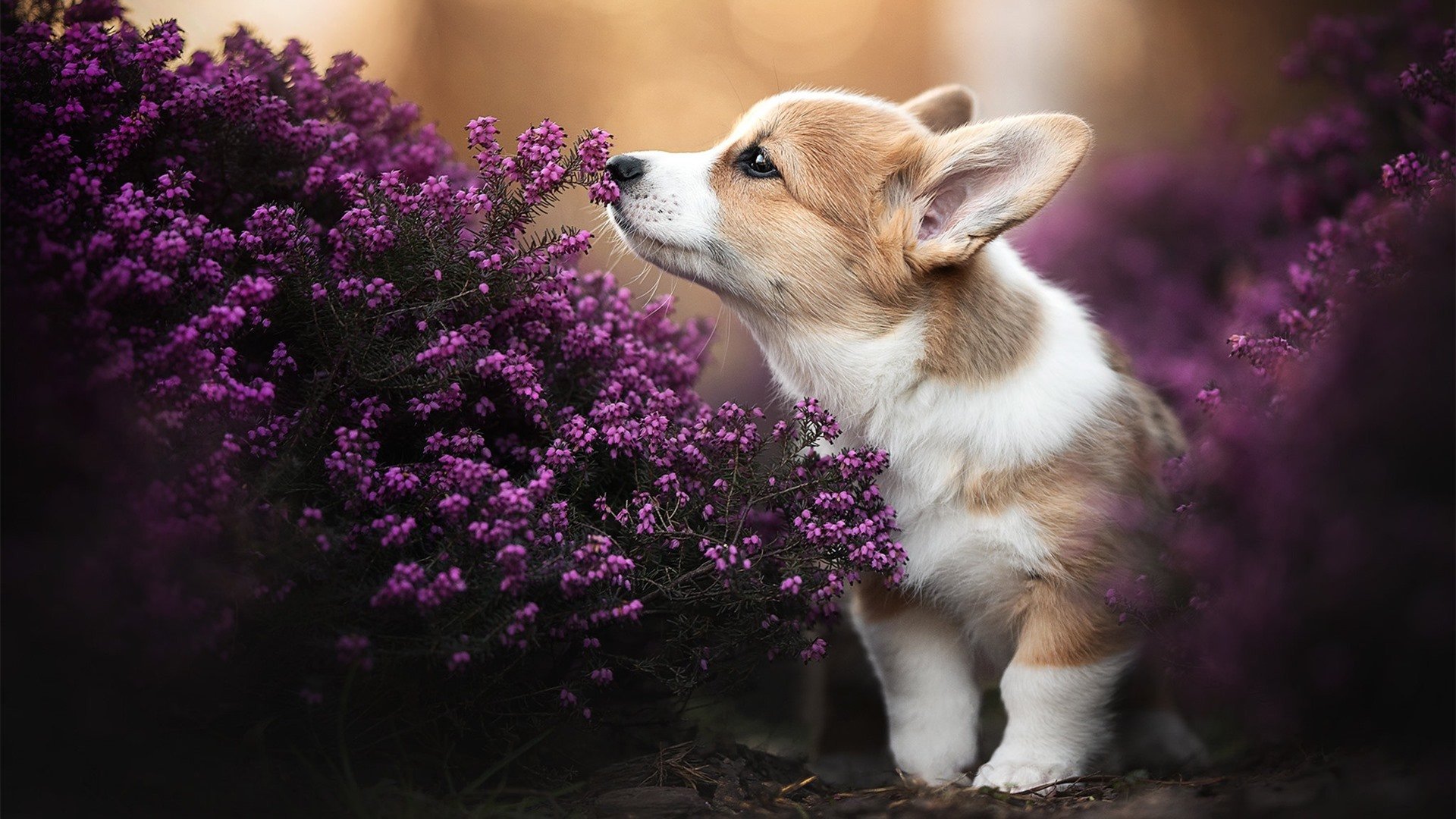 开云体育平台APP-圣西罗的红色交响诗，当AC米兰的绝杀刺痛安菲尔德，哈弗茨写下崭新注脚