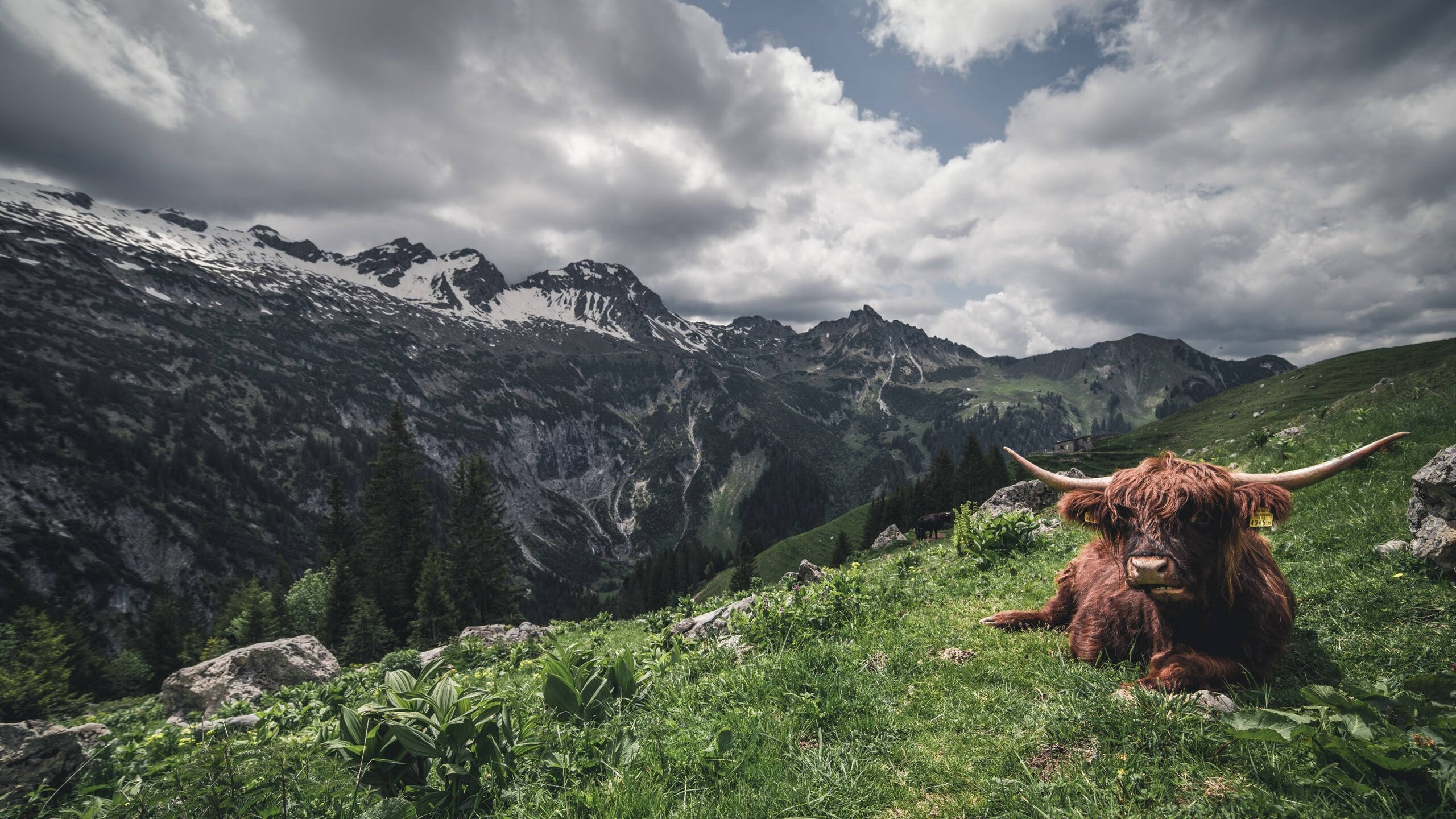 开云体育下载-火力全开与钢铁屏障，那不勒斯稳步前行，库尔图瓦主宰意甲焦点