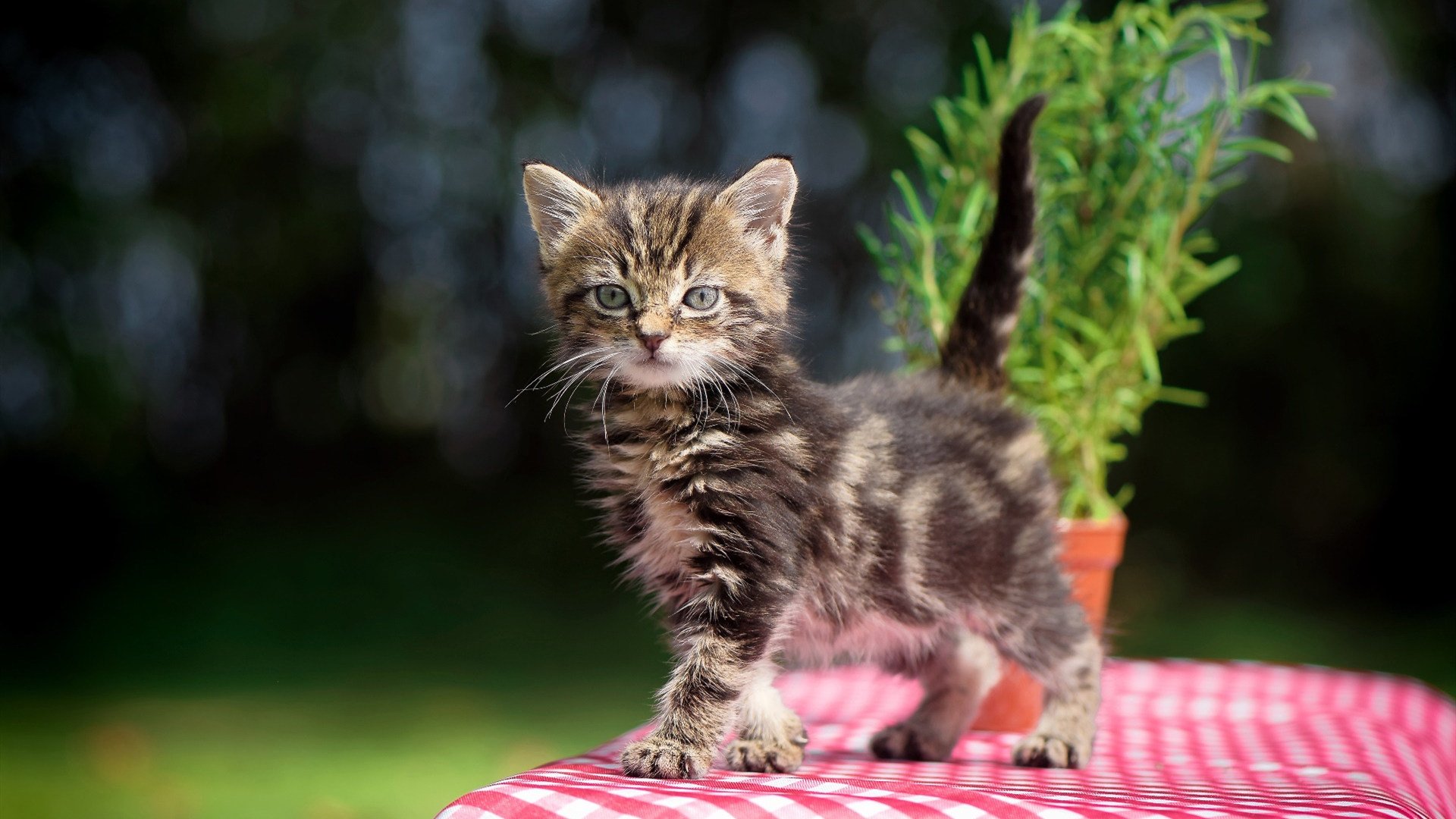 浓眉统治攻防，掘金逆转黄蜂