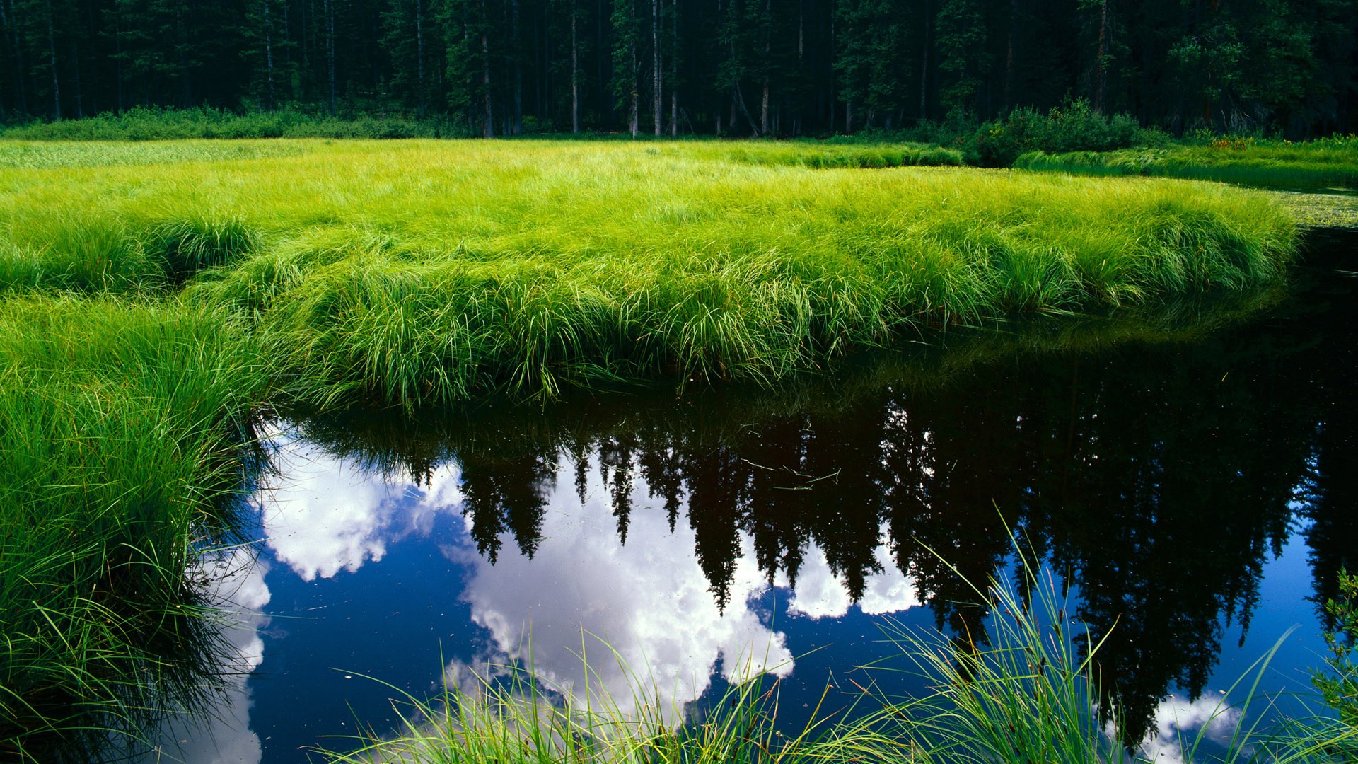 星火燎原，爱德华兹冻结时刻的艺术