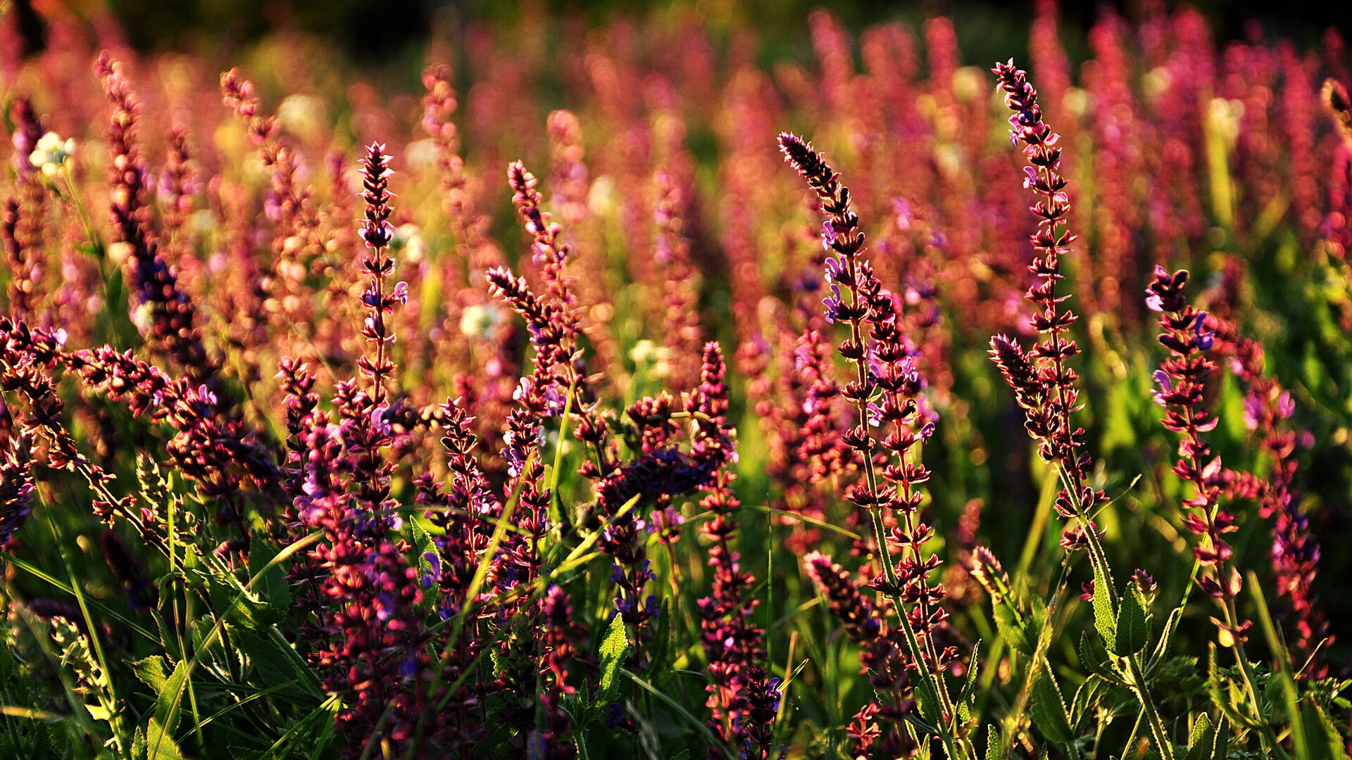 开云体育在线-跨越海洋的篮球智慧，当约基奇遇见东方挑战