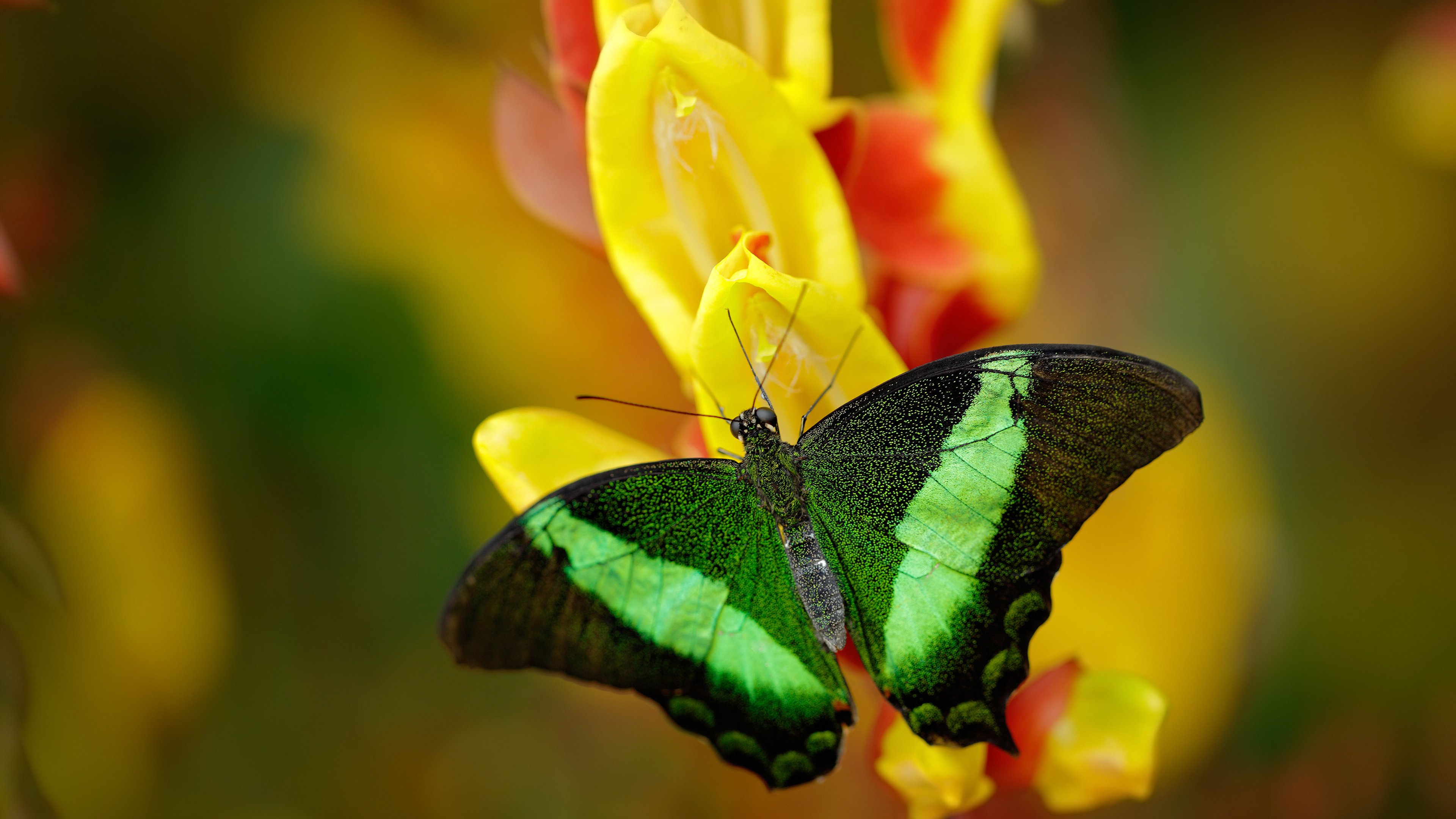 开云体育登录-欧洲足坛双线激战，英超争冠白热化，莱比锡红牛欧战翻盘奥地利劲旅