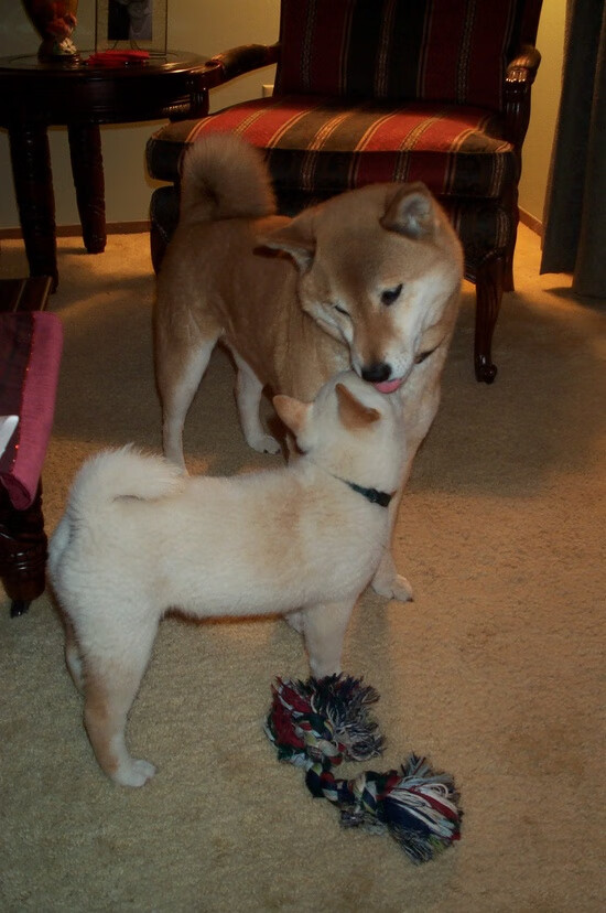 开云体育官方网站-阿尔瓦雷斯光芒四射，AC米兰压哨绝杀瑞士劲旅