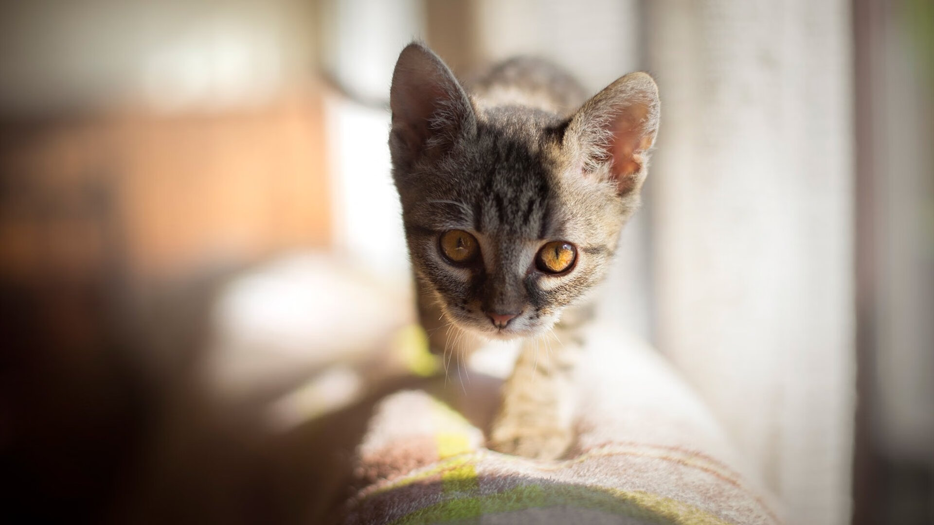 开云体育app-铁血封锁下的孤胆英雄，当热火窒息防线遭遇布伦森的杀戮艺术