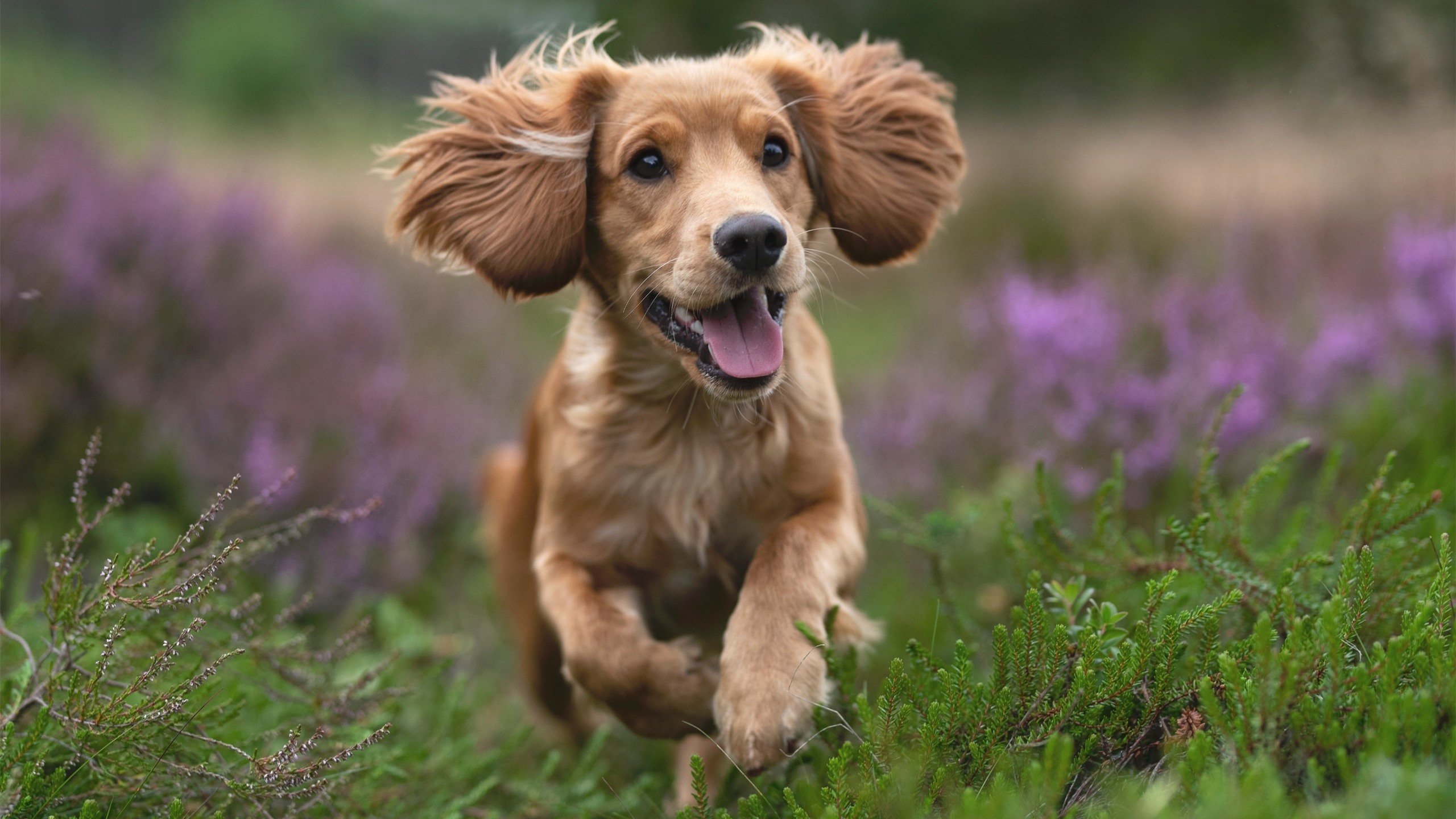 拉文攻防两端化身全能战神，奇才末节发力摧毁火箭