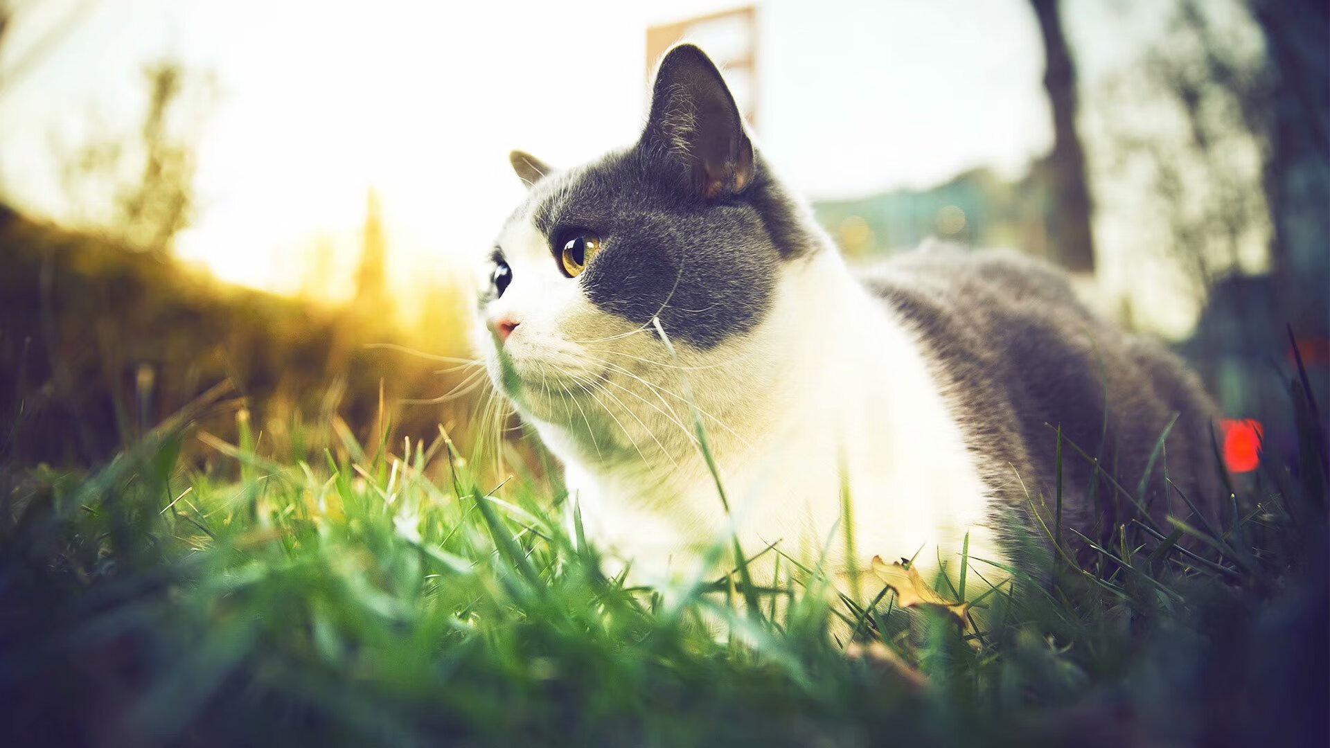 范弗利特教科书之夜，美加墨世界杯的璀璨星辰