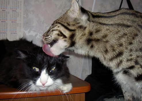 绿茵法则，当奥斯梅恩进入无解领域