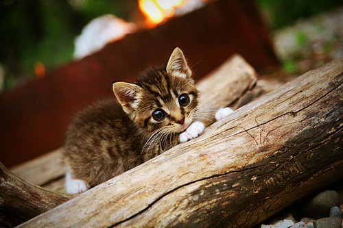 世界排名之夜，莱奥一剑封喉